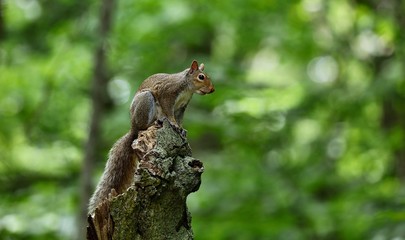 Obraz premium Squirrel in the forest