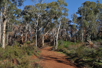 Fototapeta na wymiar Red dirt track through bushland on Whistlepipe Gully Walk, after controlled burning to help prevent wildfires, Mundy Regional Park, Perth Hills, Western Australia, Australia