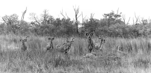 Herd of male kudus in black and white