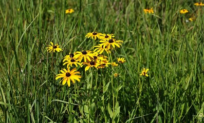 Blossoming flowers in botanical garden