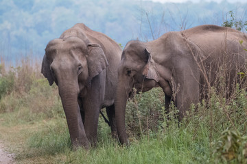 Big elephant and their family in the land of Jim Corbett National Park, Uttarakhand