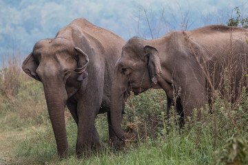 Big elephant and their family in the land of Jim Corbett National Park, Uttarakhand