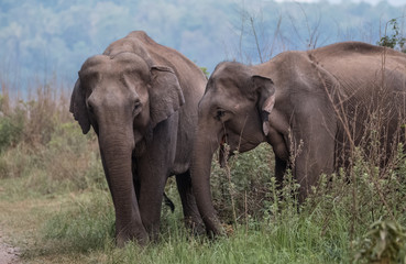 Big elephant and their family in the land of Jim Corbett National Park, Uttarakhand