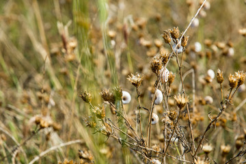 small snail hanging on grass