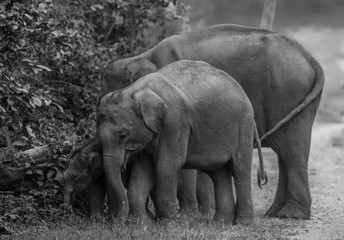 Big Tusker family at Jim Corbett National Park