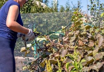 Woman cuts old branches and grapes in autumn. Autumn pruning to improve next year's harvest.