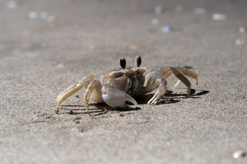 Ghost crab on a sandy beach. Night shooting