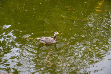 Kharkiv state zoological park