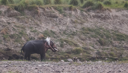 Big Tusker family at Jim Corbett National Park