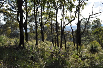 Fototapeta na wymiar Regenerated bushland with wildflowers in Spring, after controlled burning for fire control, Whistlepipe Gully Walk, Mundy Regional Park, Perth Hills, Western Australia, Australia