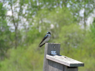Blue and White Swallow