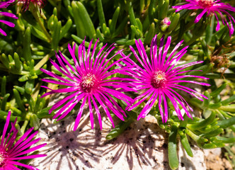 Obraz premium Two beautiful flowers Delosperma cooperi Ice Plant