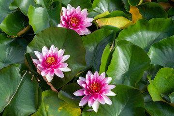 thickets of water lilies with bright flowers. Summer and water flowers