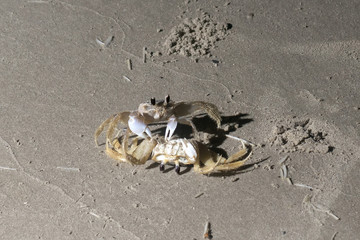Ghost crab on a sandy beach eat another Ghos crab. Night shooting
