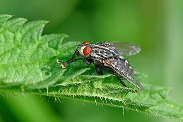 Graue Fleischfliege (Sarcophaga carnaria) auf einer Brennnessel - common flesh fly