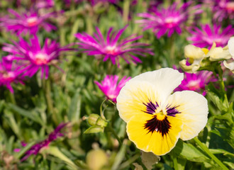 Obraz na płótnie Canvas Yellow, white and purple flower surrounded by violet plants