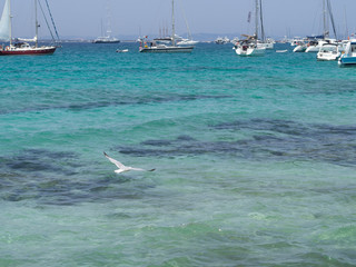 sailboat on the sea