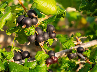 Group of Blackcurrants (Ribes nigrum) on the branches of a tree ready to be picked