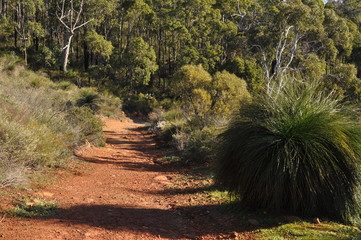 Bushland track and Xanthorrhoea, Grass tree, Whistlepipe Gully Walk, Mundy Regional Park, Perth Hills, Western Australia, Australia