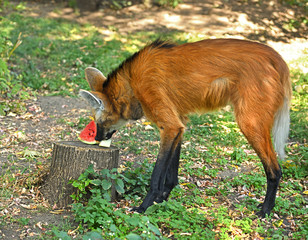 Treats for Maned wolf (Chrysocyon brachyurus) © valeriyap