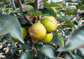 Group of green apples in the tree of an orchard