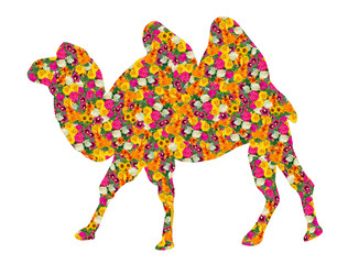 Colored silhouette of a camel. Patterns of flowers in a camel.