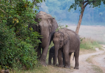 Obraz premium Big Tusker family at Jim Corbett National Park