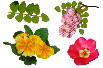 Different flowers with green leaves isolated on white background.