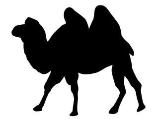 Black silhouette of a camel on a white background.