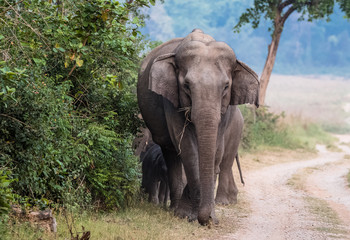 Fototapeta premium Big Tusker family at Jim Corbett National Park