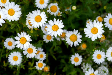 Fototapeta premium The camomile is medical. Natural pharmacy. Healing herbs