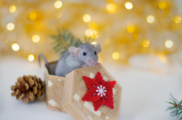 Cute grey little rat looking in frame and sitting in the wicker box with red-white snowflake, cone and spruce branches on the soft light beige background with beautiful luminous yellow blur