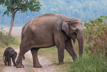 Fototapeta premium Big Tusker family at Jim Corbett National Park