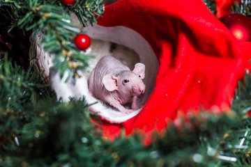 White rat symbol of the new year 2020