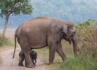 Fototapeta premium Big Tusker family at Jim Corbett National Park