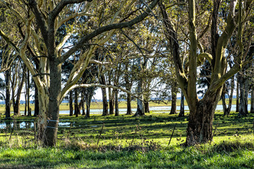 Landscape trees and pasture fields                                     