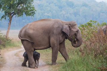 Fototapeta premium Big Tusker family at Jim Corbett National Park