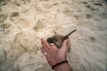 Puppy biting man's hand at a beach. Hand with some rings