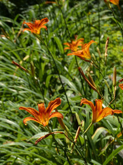 Fototapeta premium orange lily flowers in the garden