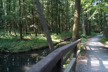 Radweg im Spreewald Lübbenau