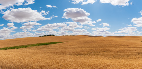 Fototapeta na wymiar Panorama of Ripe Golden Wheat Ready for the Harvest in The Palouse in Washington State
