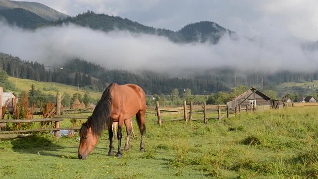 Wild horses in Carpathian foggy mountain