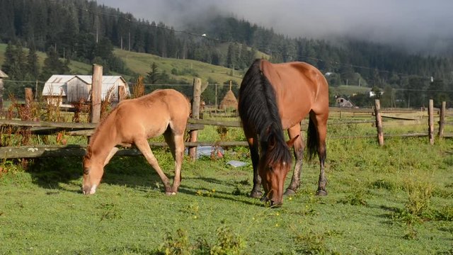 Wild horses in Carpathian foggy mountain