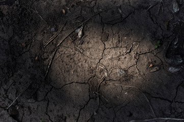 A patch of densely mulched shaded soil between some trees