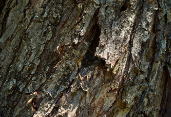 tree bark with blue and green spots with sun glare