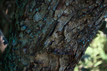 tree bark with blue and green spots on the green background