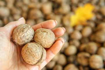 Female hand holds walnuts over background with many walnuts and autumn leaf