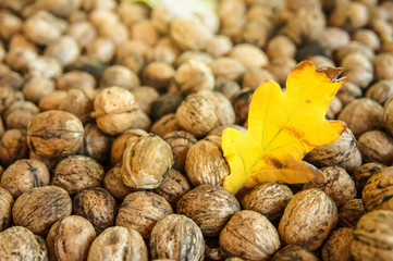 Natural walnut background pattern texture. Abstract walnuts heap pattern background with autumn yellow oak leaf