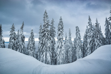 Frozen carpathian forest