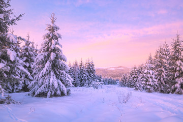 Wild alpine forest covered with fresh snow